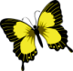Online ügyvitel butterfly